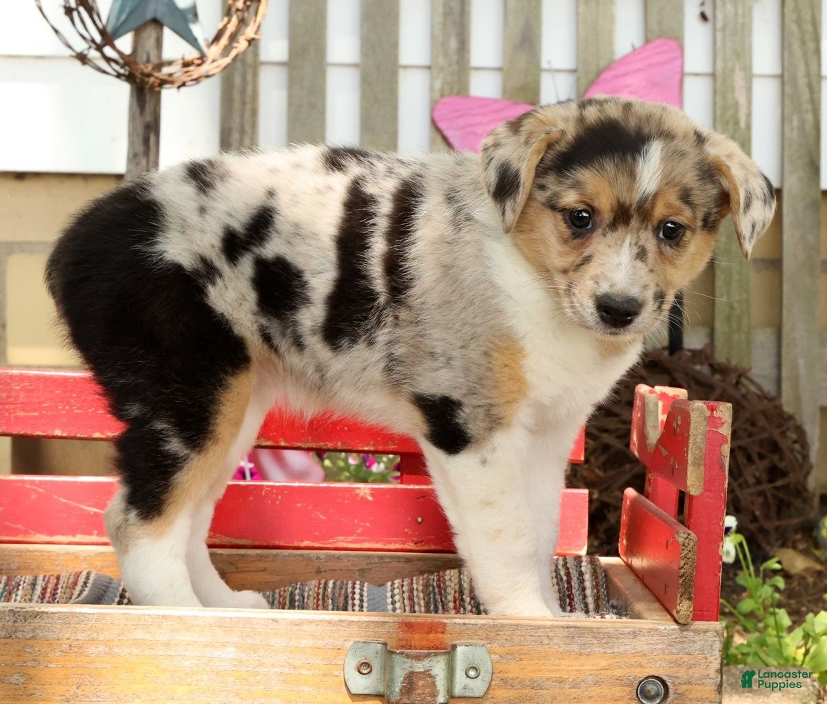 Australian Shepherd dogs Twilight - Ad 2