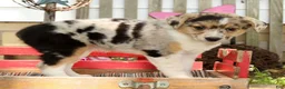 Australian Shepherd dogs for sale: Twilight - Ad 2