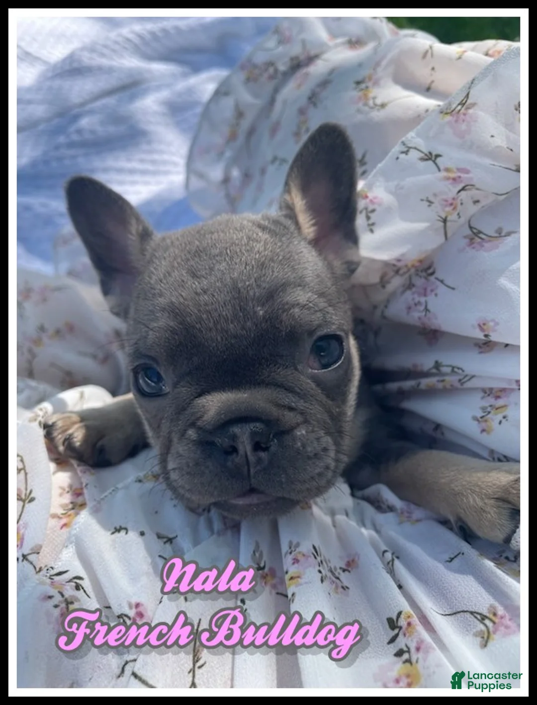 French Bulldog dogs for sale: Nala - Ad 1