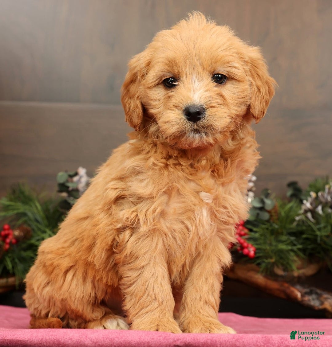 Mini Goldendoodle dogs for sale: Polly - Ad 7