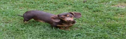 Miniature Dachshund dogs for sale: Pretzel - Ad 4