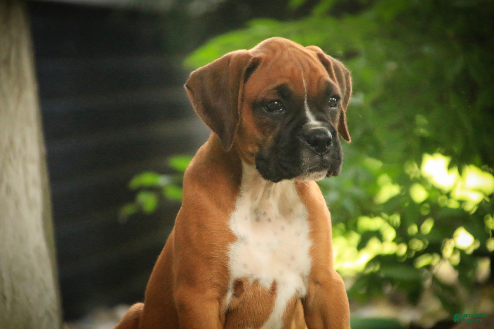 Boxer dogs Remi - Ad 1