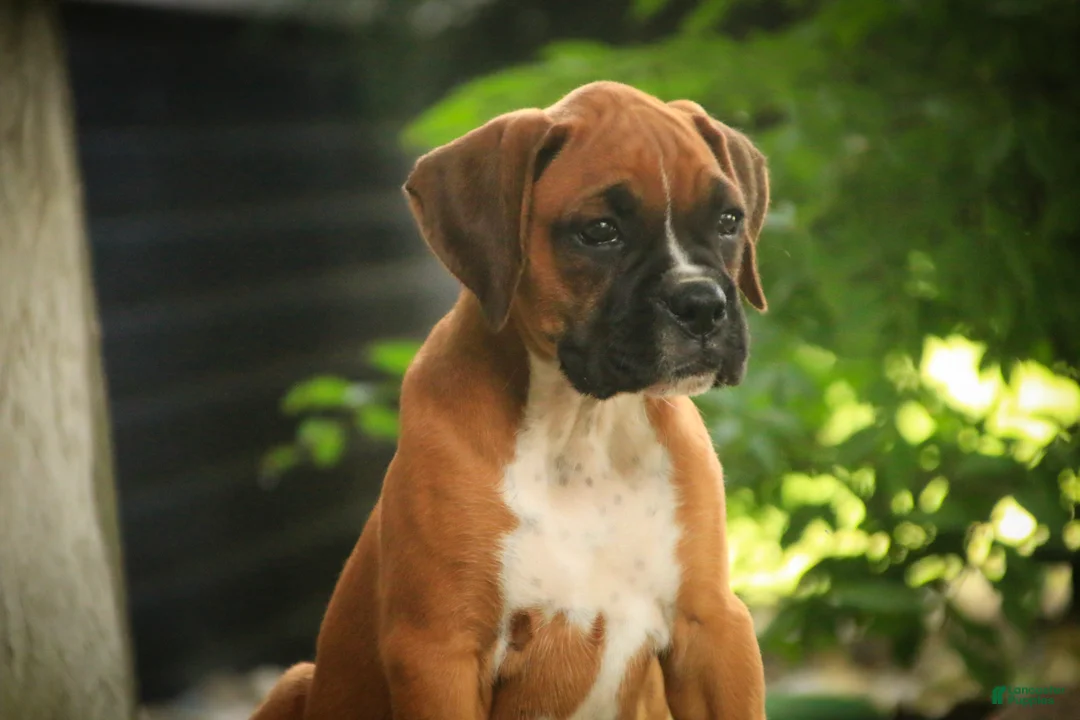 Boxer dogs for sale: Remi - Ad 1
