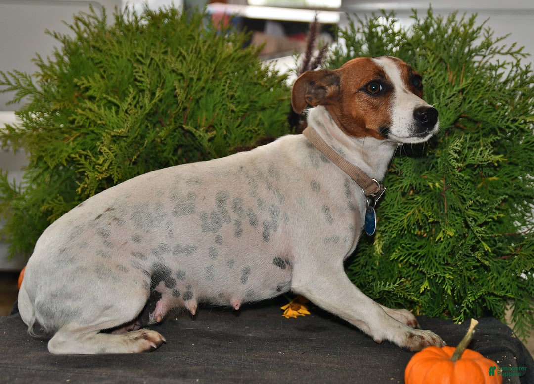 Jack Russell Terrier dogs for sale: Jasper - Ad 7