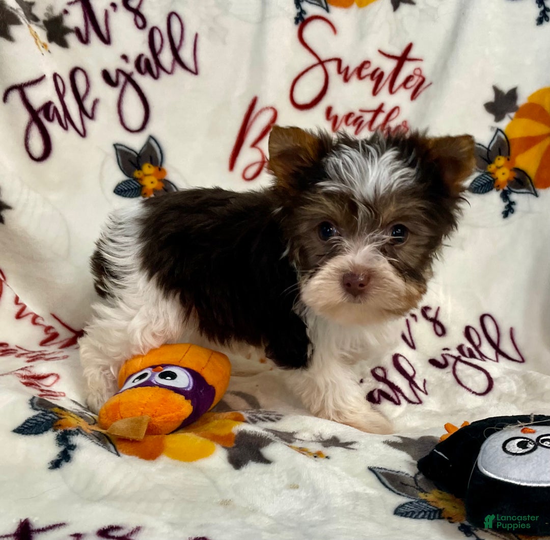 Yorkshire Terrier dogs for sale: Choc Merle Tommy  - Ad 21