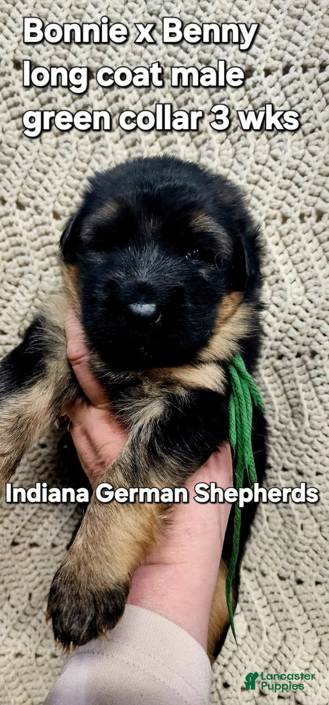 German Shepherd dogs for sale: German Shepherd Puppy 2 - Ad 1