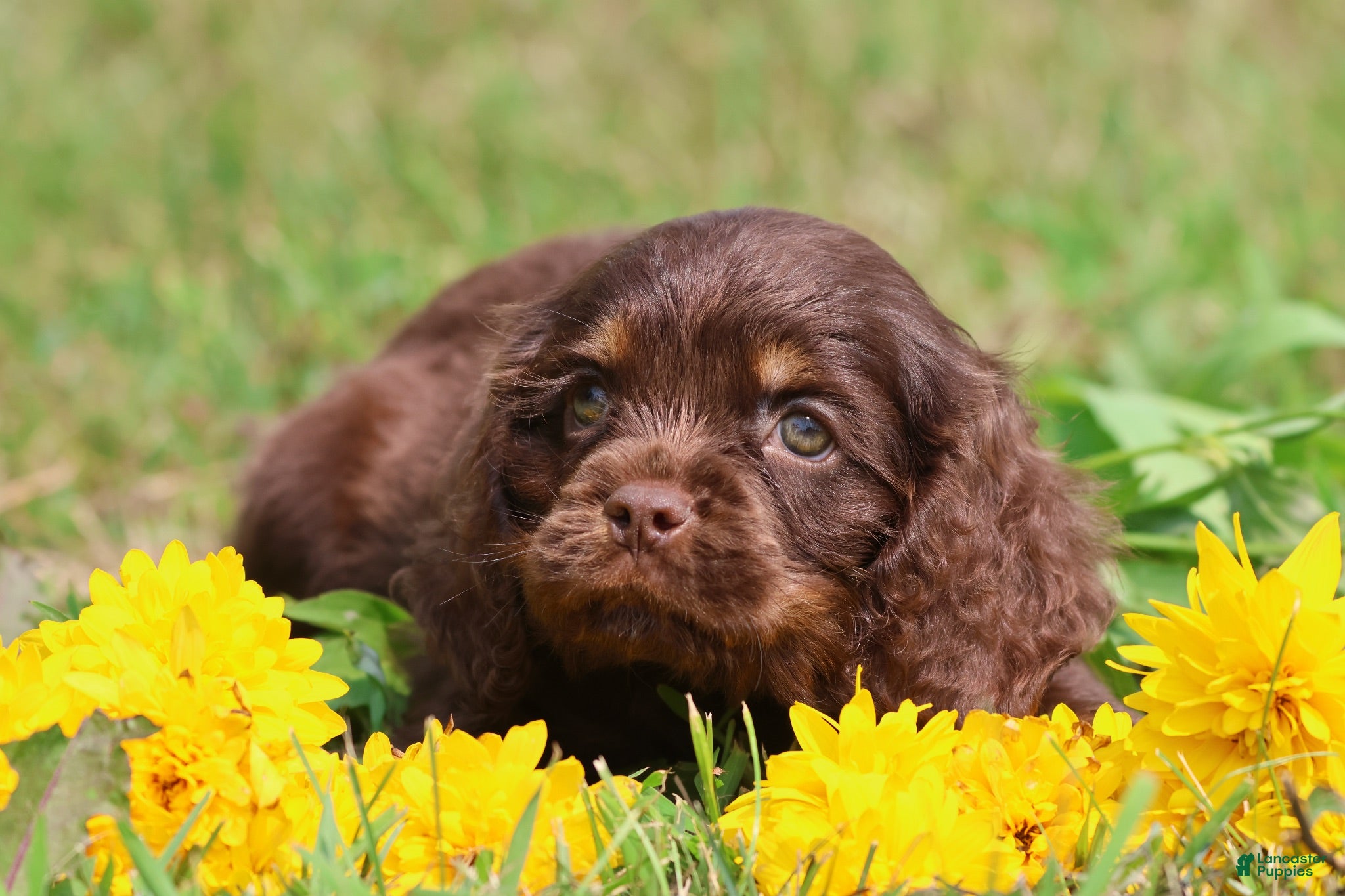 Mixed Breed dogs Archer - Ad 1