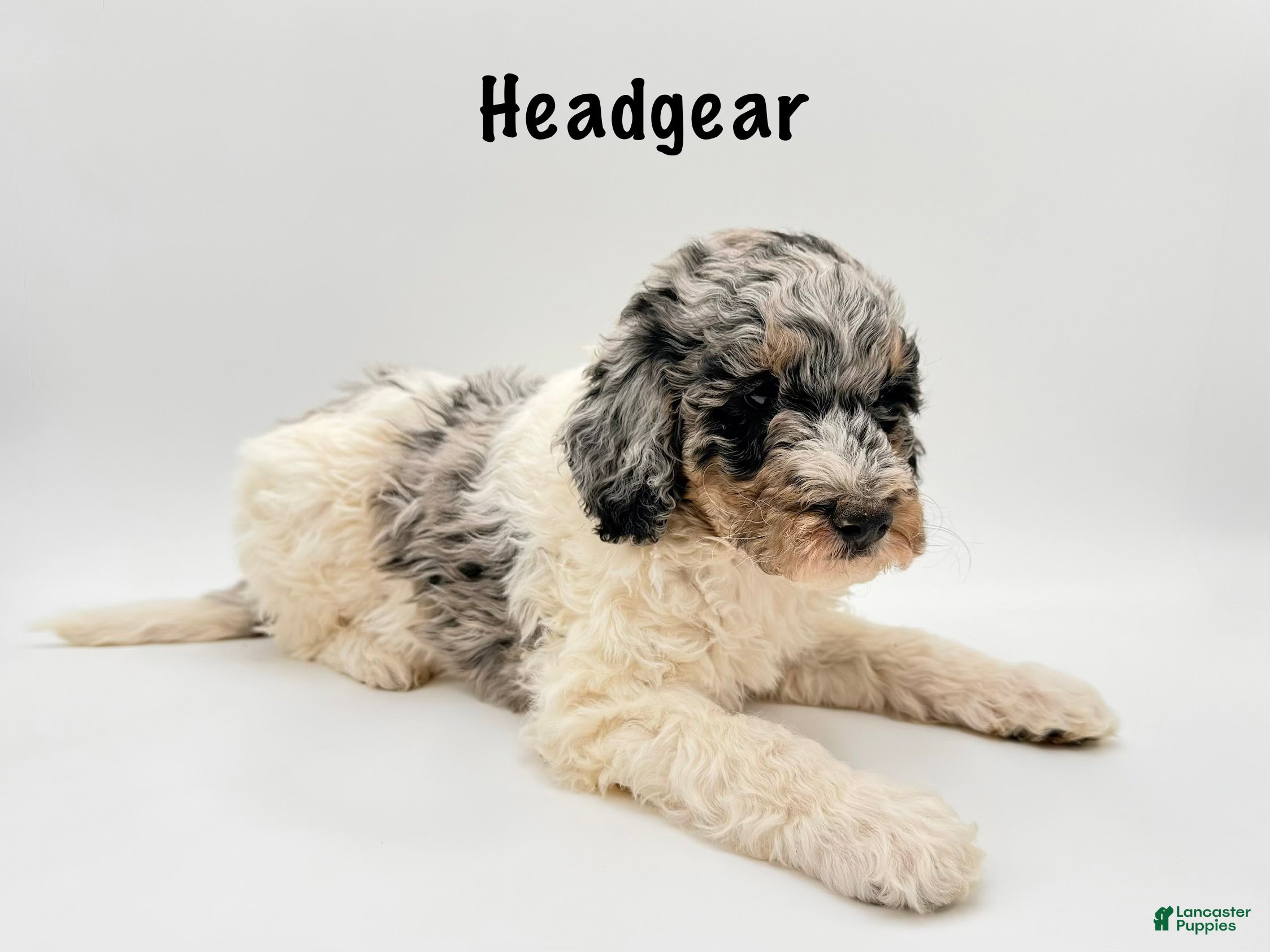 Goldendoodle dogs Headgear - Ad 21