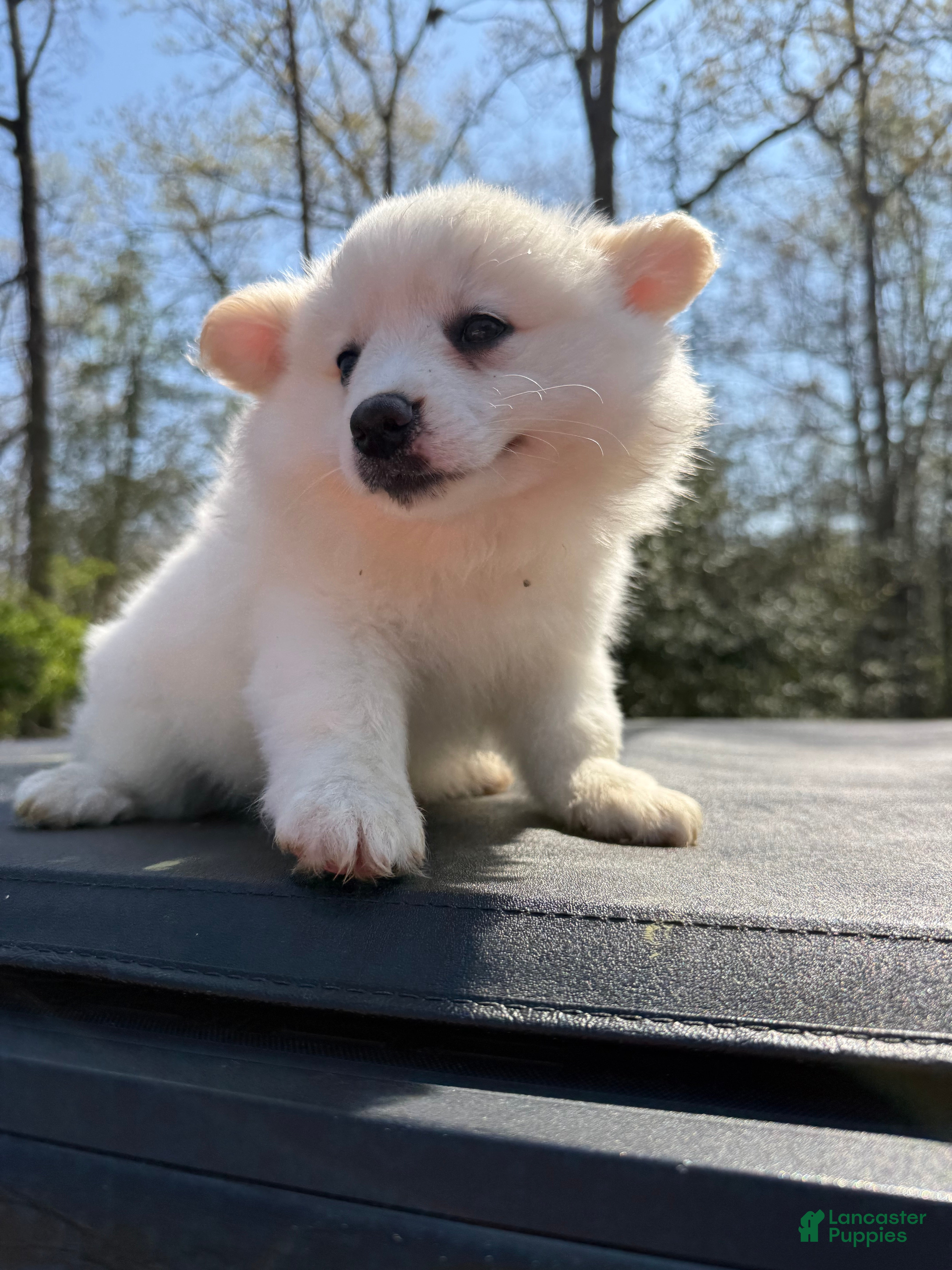 Pomeranian dogs Pomeranian Puppy 4 - Ad 2