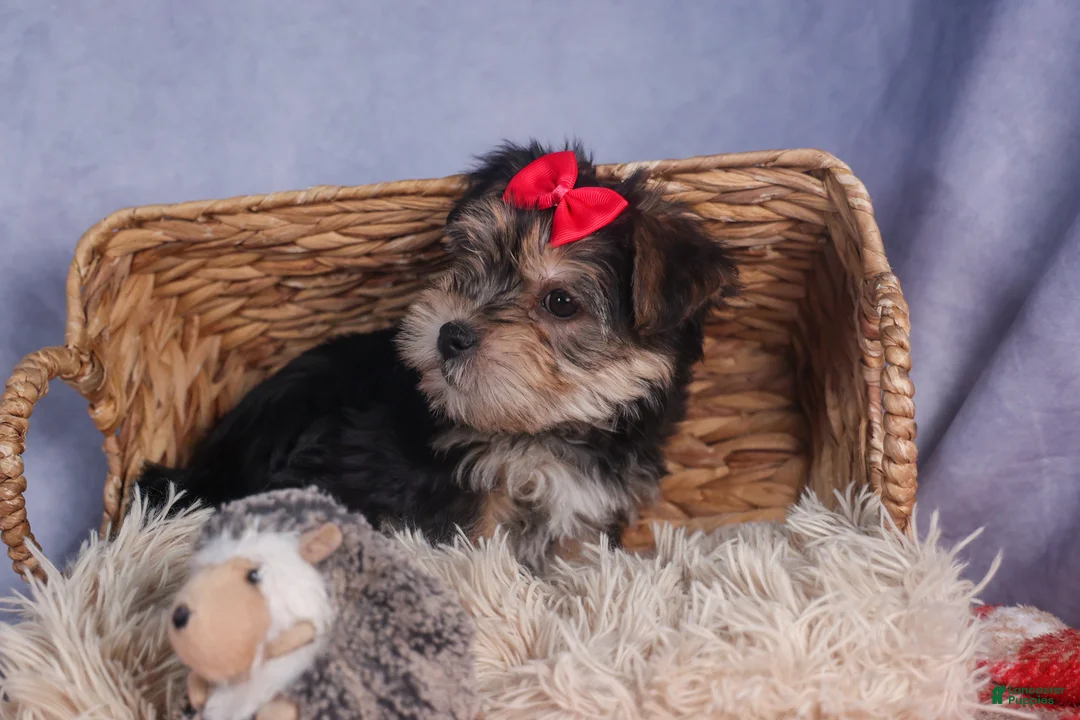 Morkie dogs for sale: Nova - Ad 13