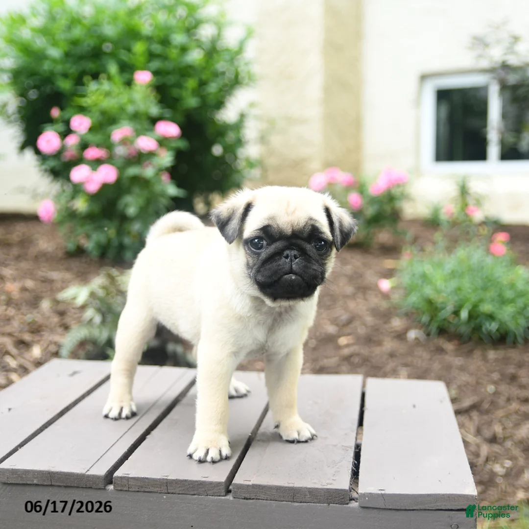 Pug dogs for sale: Koko - Ad 3