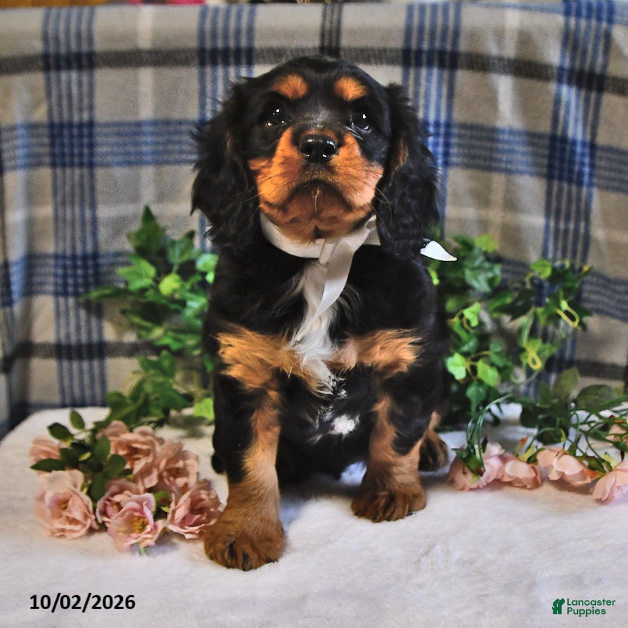Cavalier King Charles Spaniel dogs Charlie - Ad 2