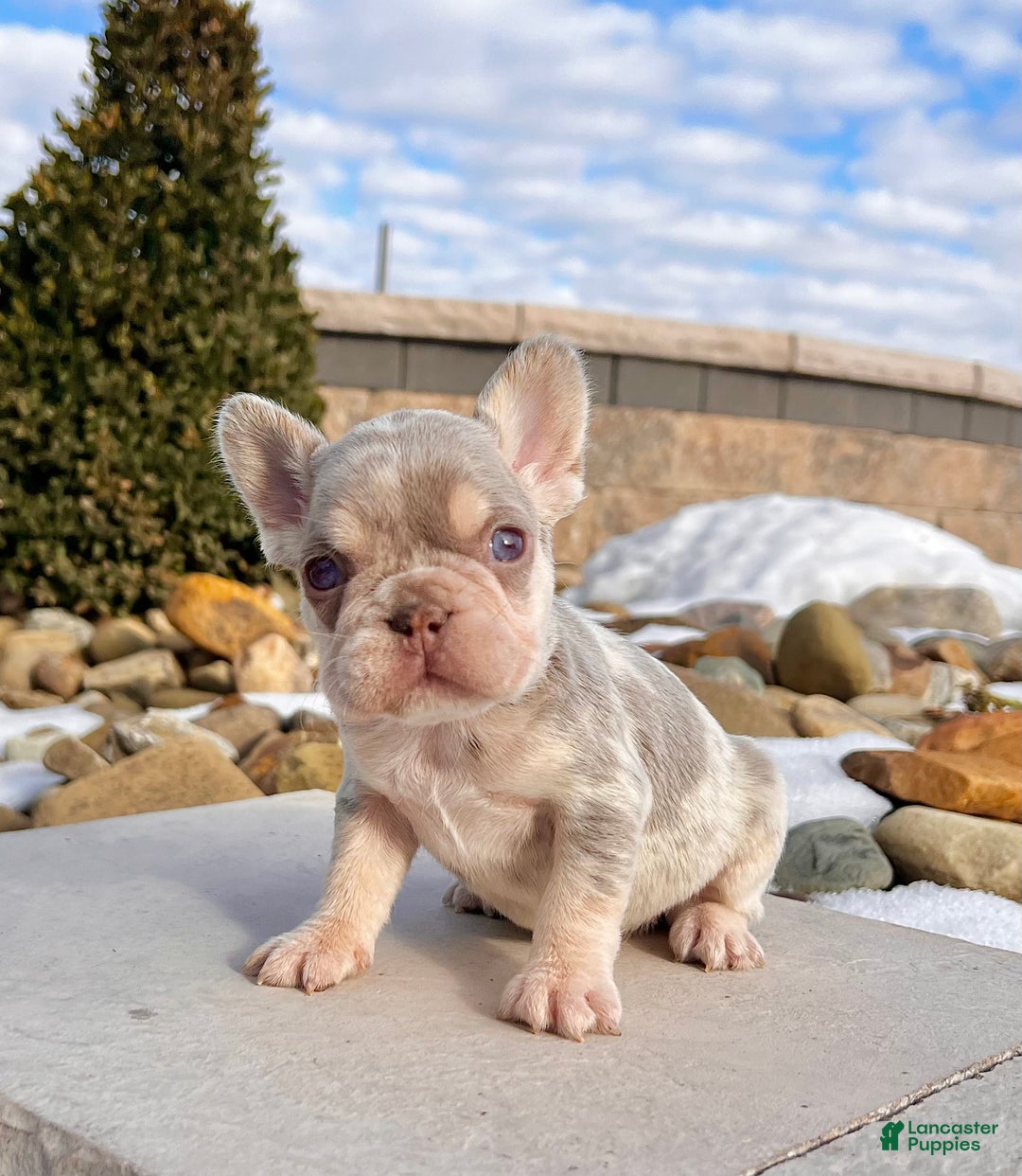 French Bulldog dogs for sale: Bliss - Ad 2