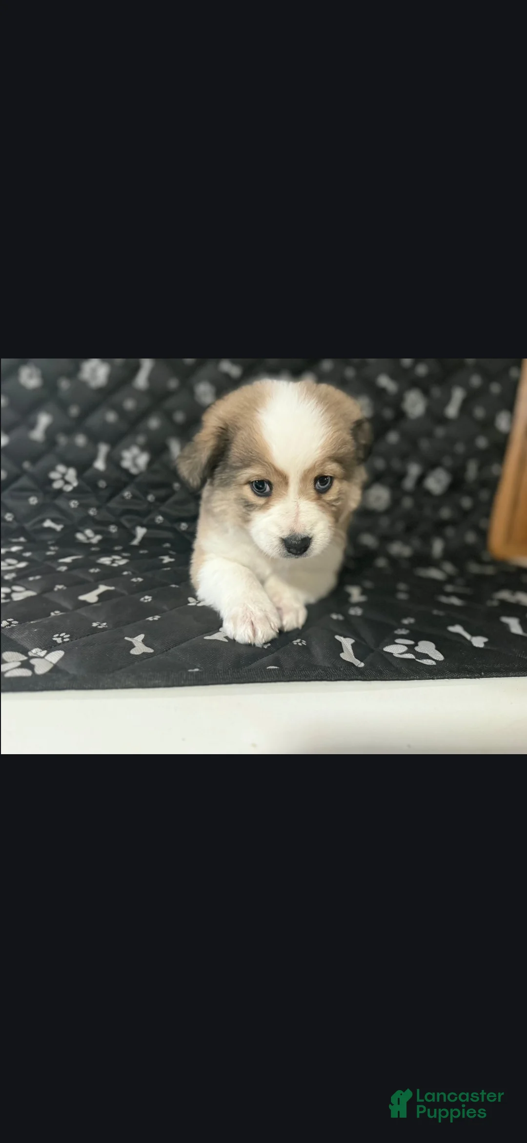 Aussiedoodle dogs for sale: Aussiedoodle Puppy 1 - Ad 1