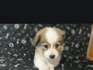 Aussiedoodle dogs Aussiedoodle Puppy 1 - Ad 19