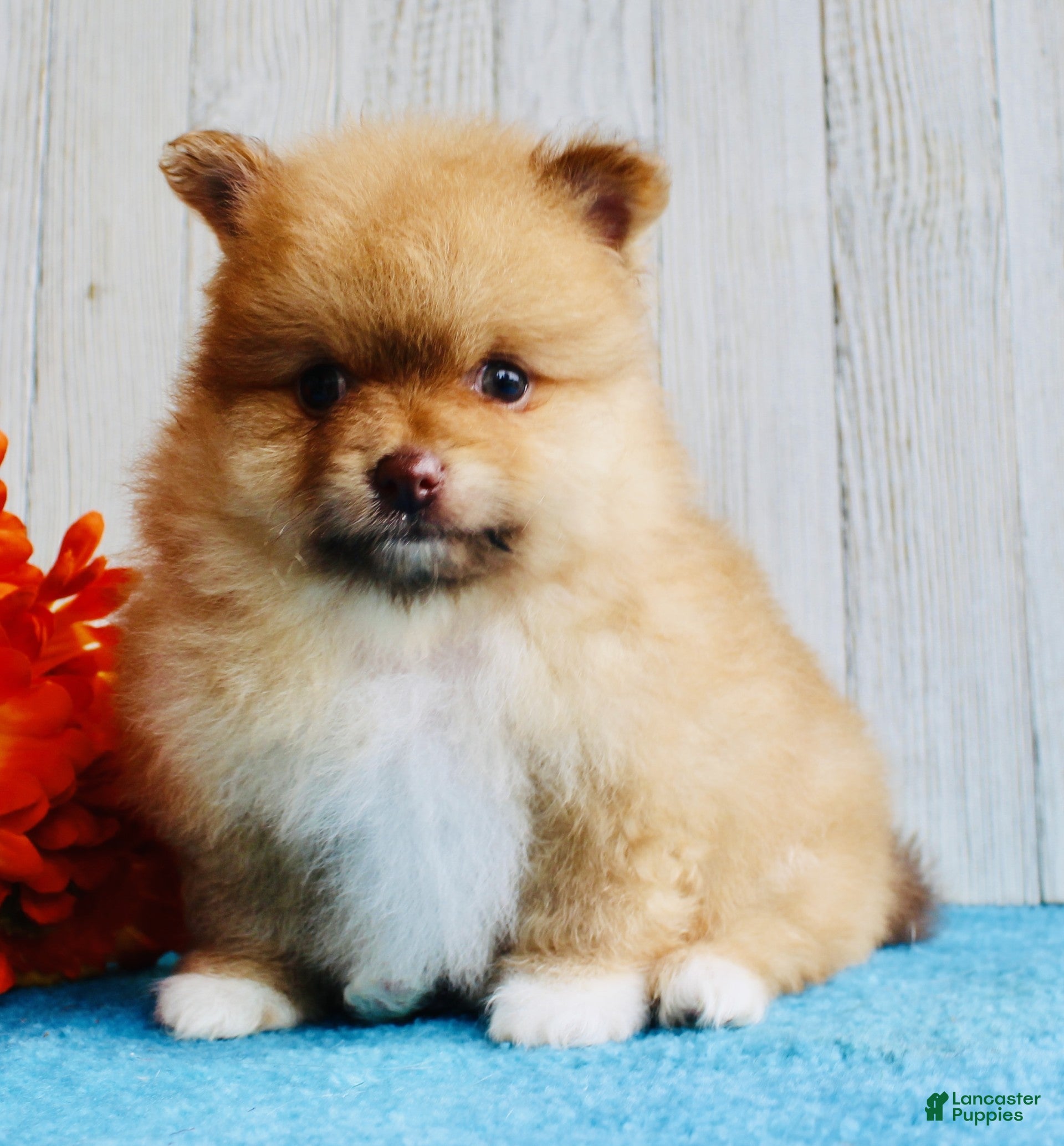 Pomeranian dogs Snickers - Ad 2