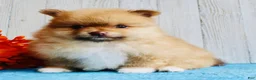 Pomeranian dogs for sale: Snickers - Ad 2