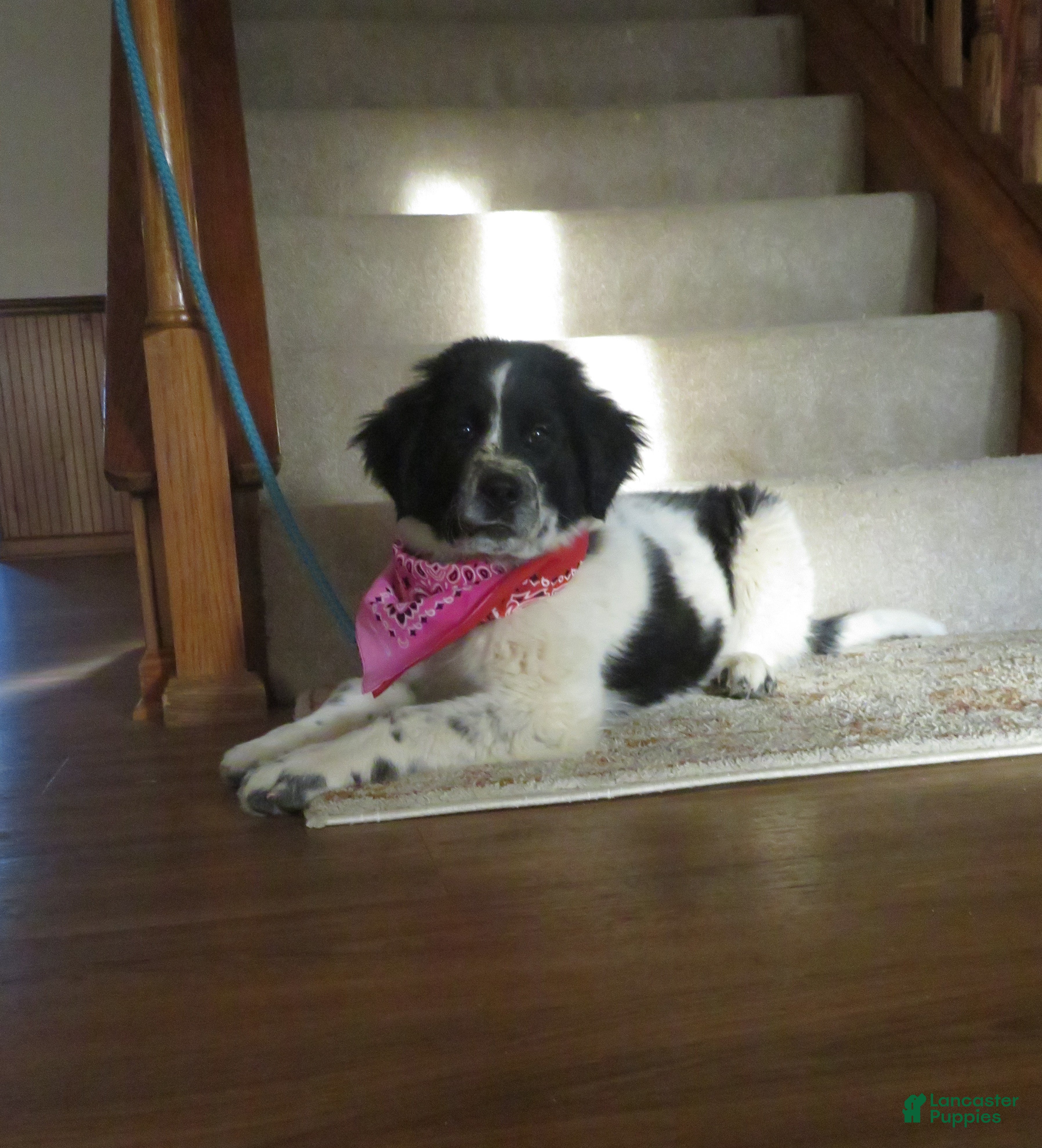 Newfoundland dogs Marcie - Ad 16