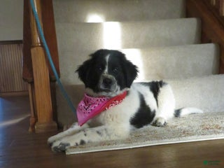 Newfoundland dogs Marcie - Ad 17