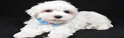 Maltese dogs for sale: Waldo - Ad 5