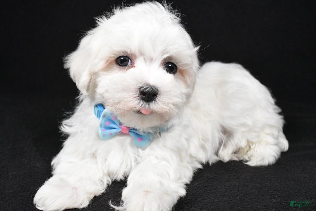 Maltese dogs for sale: Waldo - Ad 5
