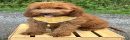 Irish Doodle dogs for sale: Daisy - Ad 6