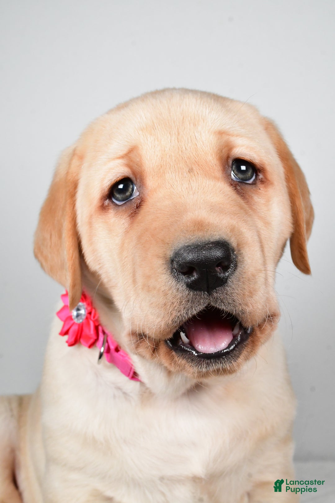 Labrador Retriever dogs for sale: Niagara - Ad 8