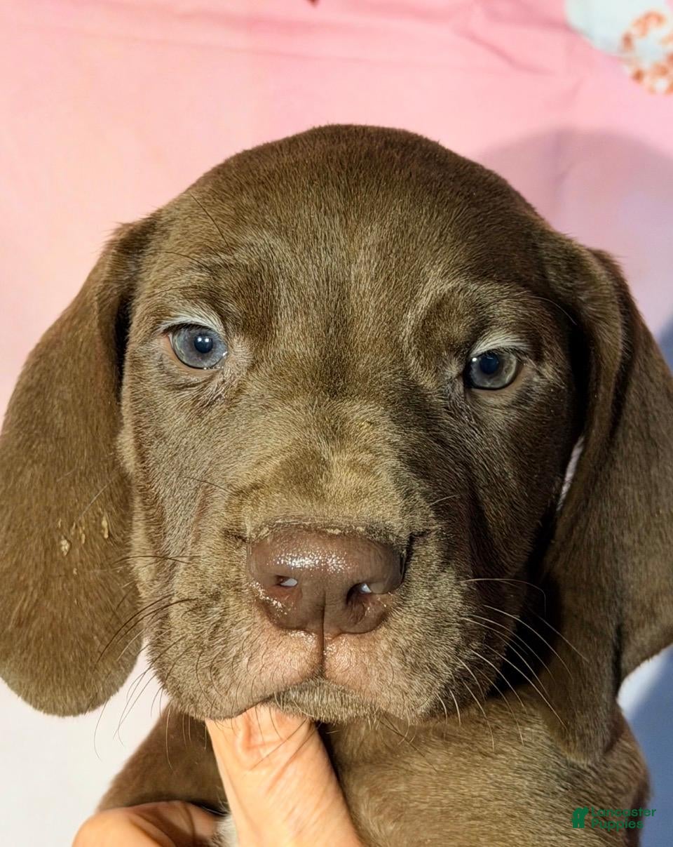 Great Dane dogs COLSON - CHOCOLATE - Ad 37