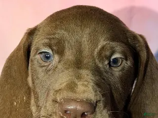 Great Dane dogs COLSON - CHOCOLATE - Ad 33