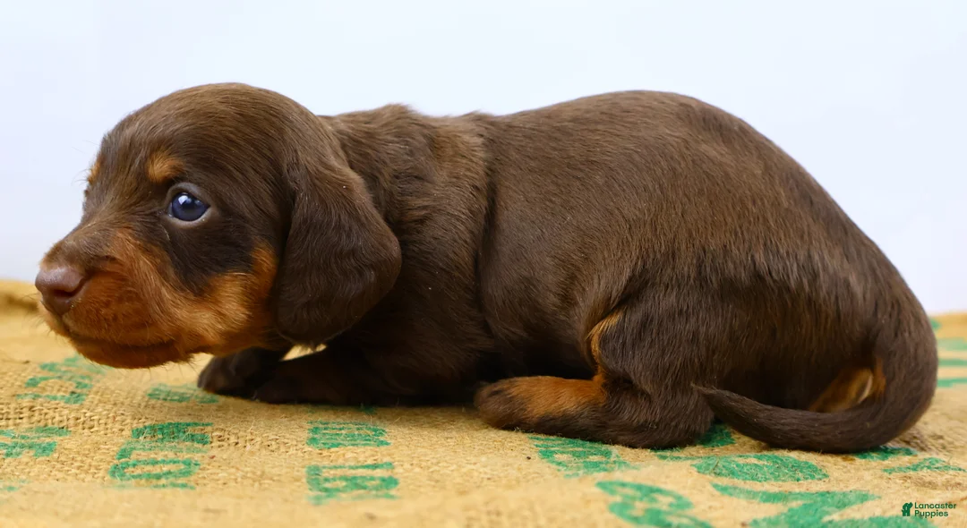 Dachshund dogs for sale: Rollo - Ad 4
