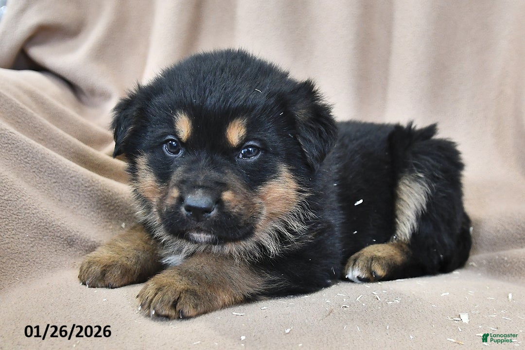 Mixed Breed dogs for sale: Atlas - Ad 4
