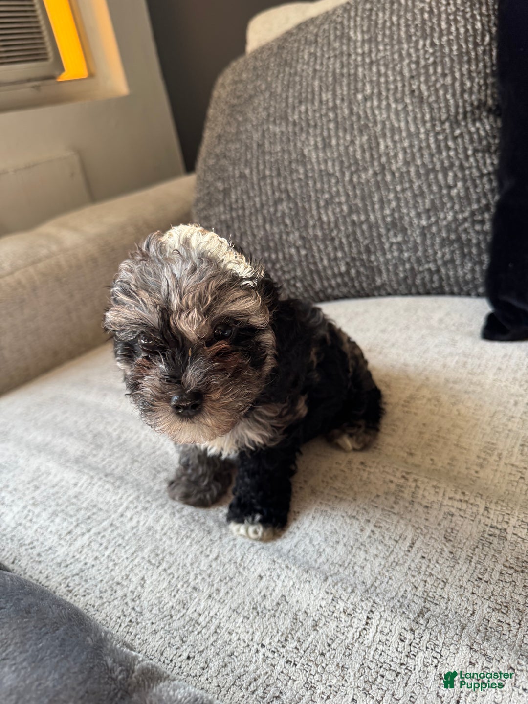 Toy Poodle dogs for sale: Misti - Ad 4