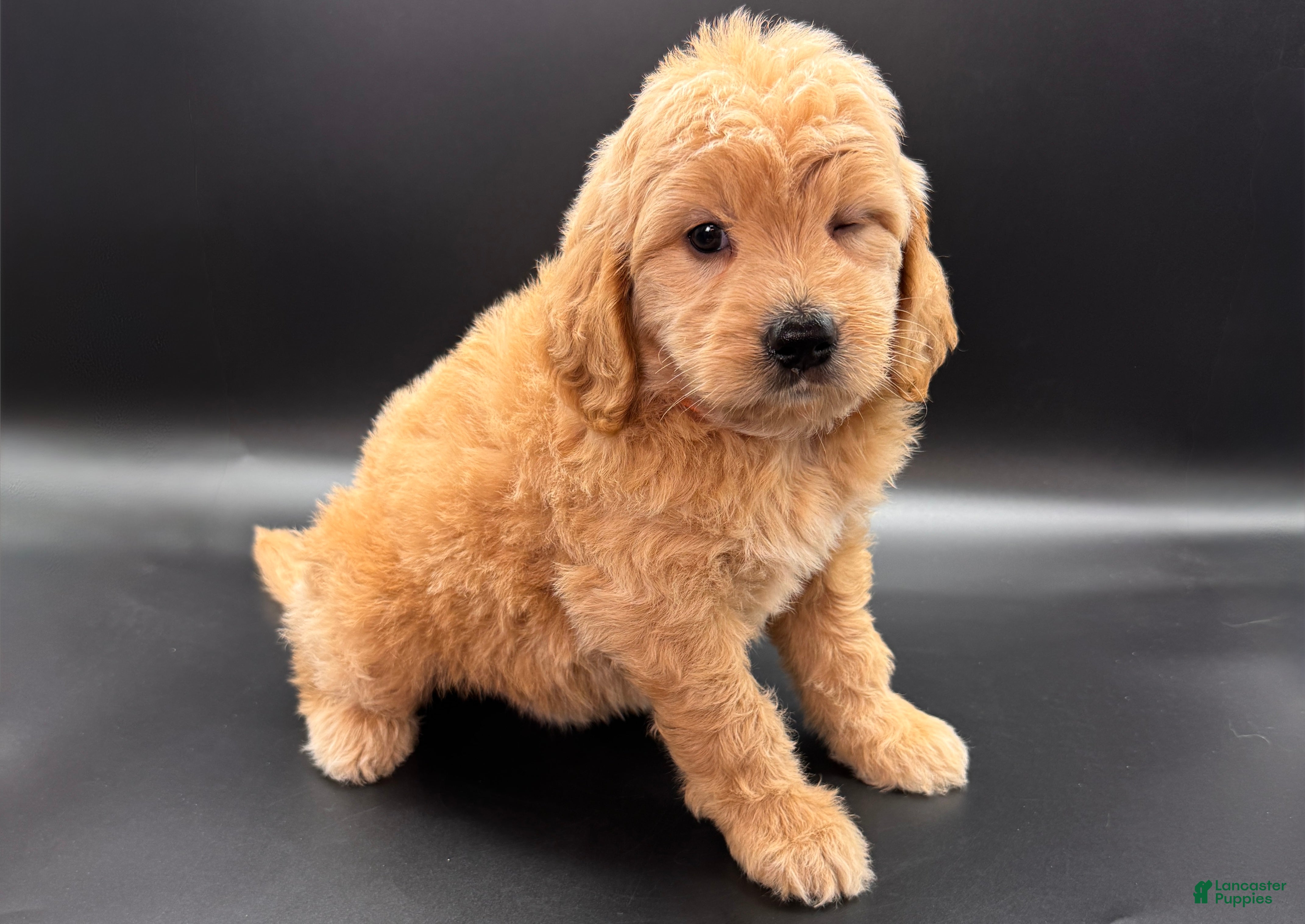 Mini Goldendoodle dogs Wells Mini Goldendoodle - Ad 18