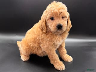 Mini Goldendoodle dogs Wells Mini Goldendoodle - Ad 31