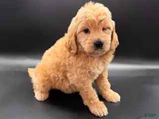 Mini Goldendoodle dogs Wells Mini Goldendoodle - Ad 25