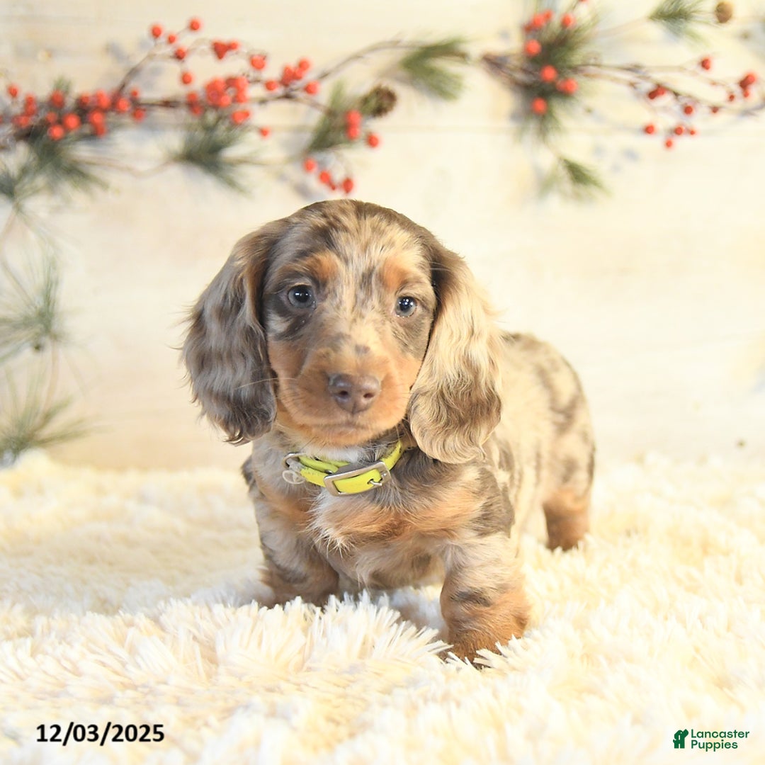 Miniature Dachshund dogs for sale: Bobby - Ad 2