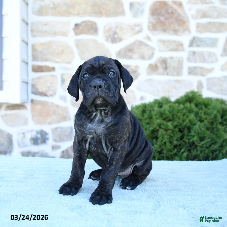 Cane Corso dogs Tinker - Ad 1