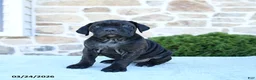 Cane Corso dogs for sale: Tinker - Ad 1
