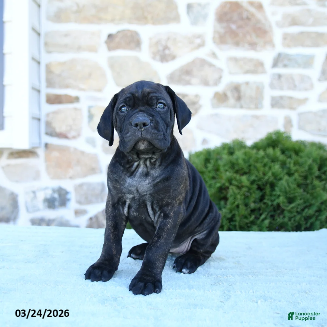 Cane Corso dogs for sale: Tinker - Ad 1