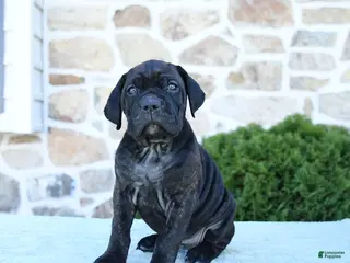 Cane Corso dogs for sale: Tinker - Ad 2