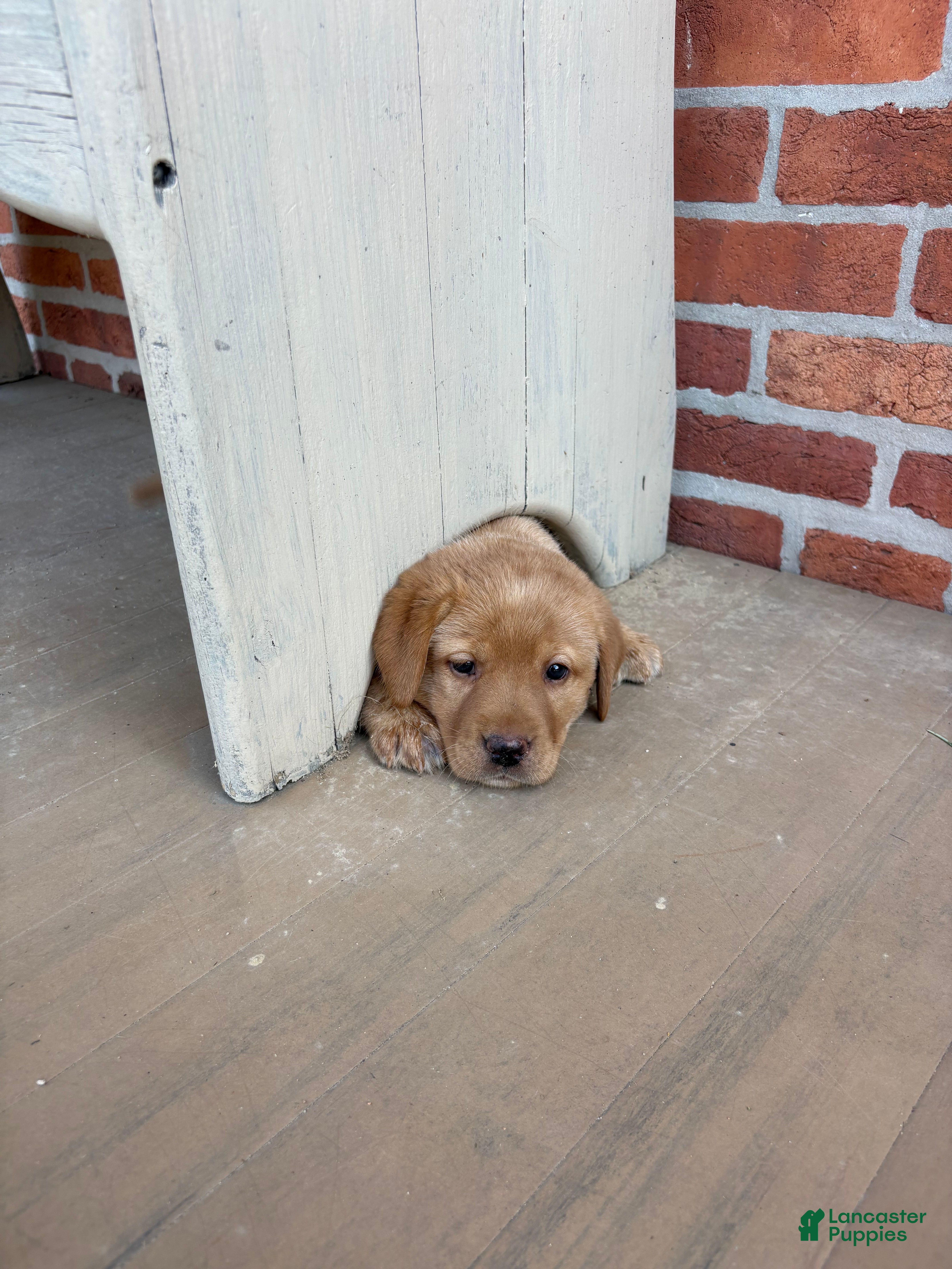 Labrador Retriever dogs Butter - Ad 2