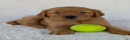 Golden Retriever dogs for sale: Porter  - Ad 3