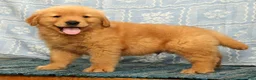 Golden Retriever dogs for sale: Harry - Ad 4