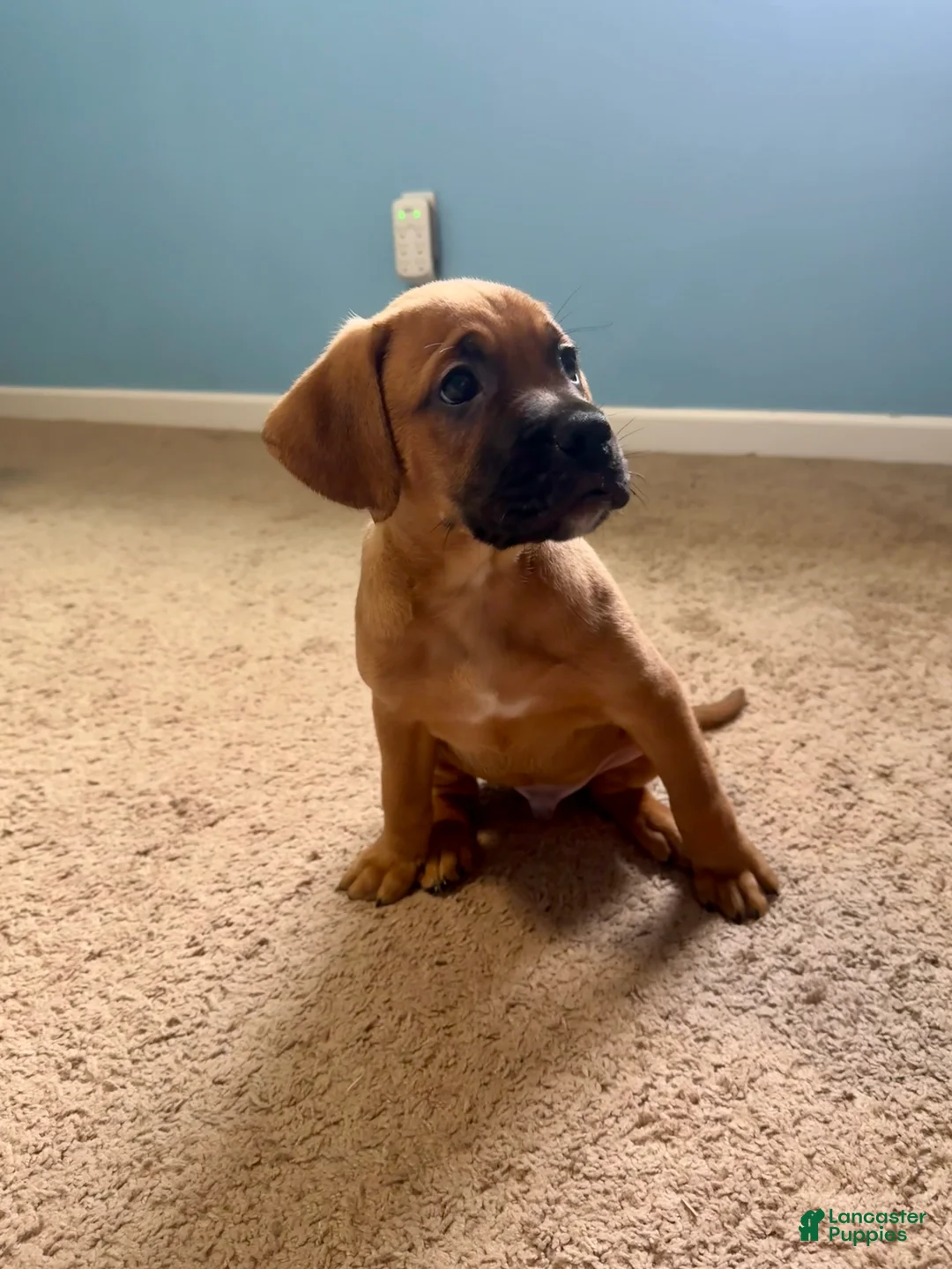 Mixed Breed dogs for sale: Pluto - Ad 2