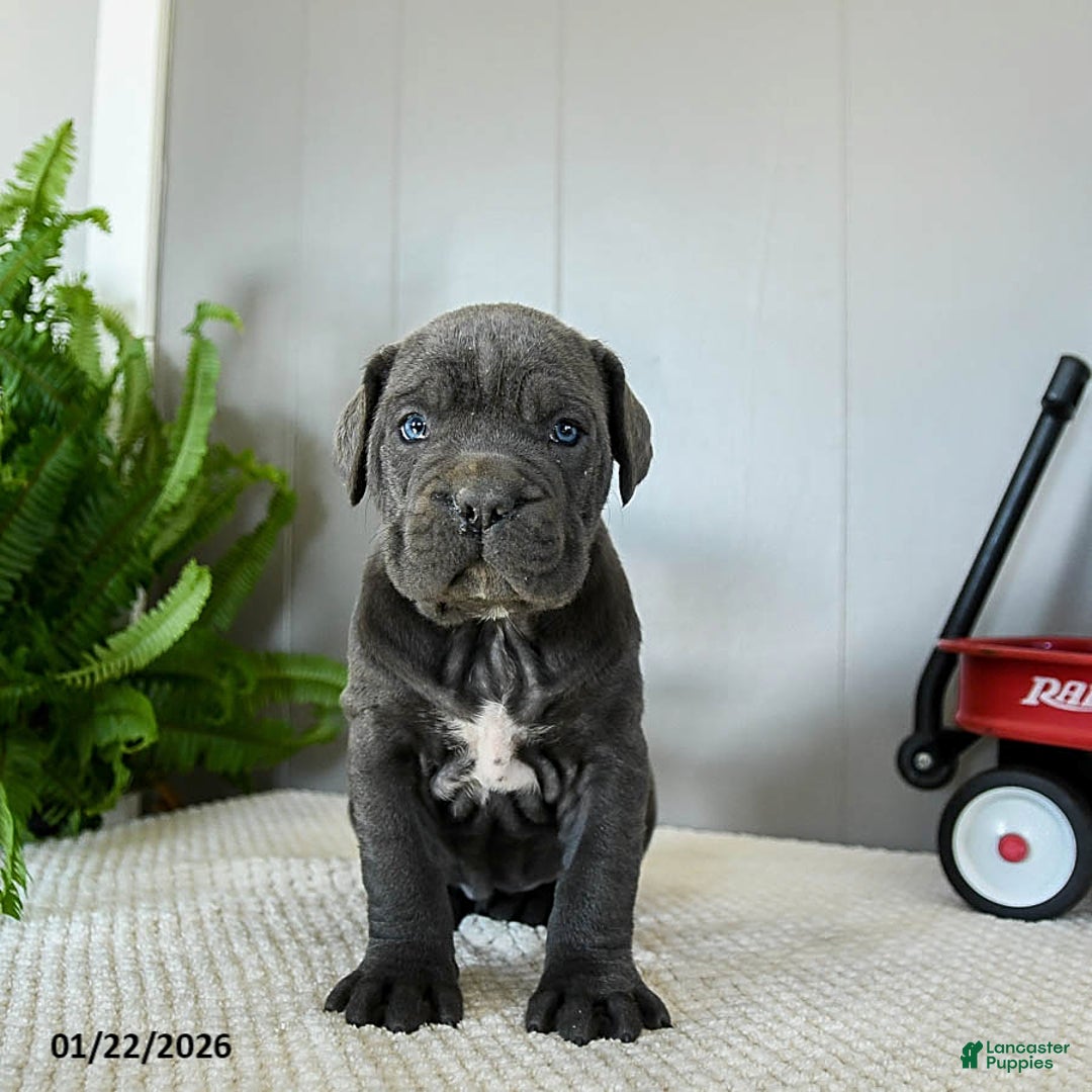 Cane Corso dogs for sale: Hazel - Ad 3