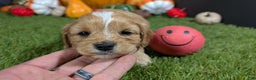 Cavapoo dogs for sale: Cavapoo Puppy 3 - Ad 2