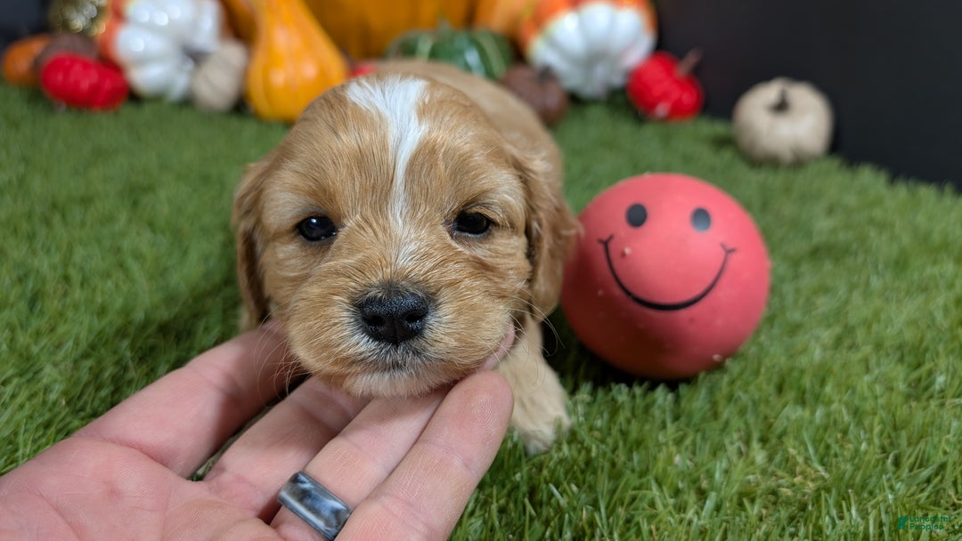Cavapoo dogs for sale: Cavapoo Puppy 3 - Ad 2