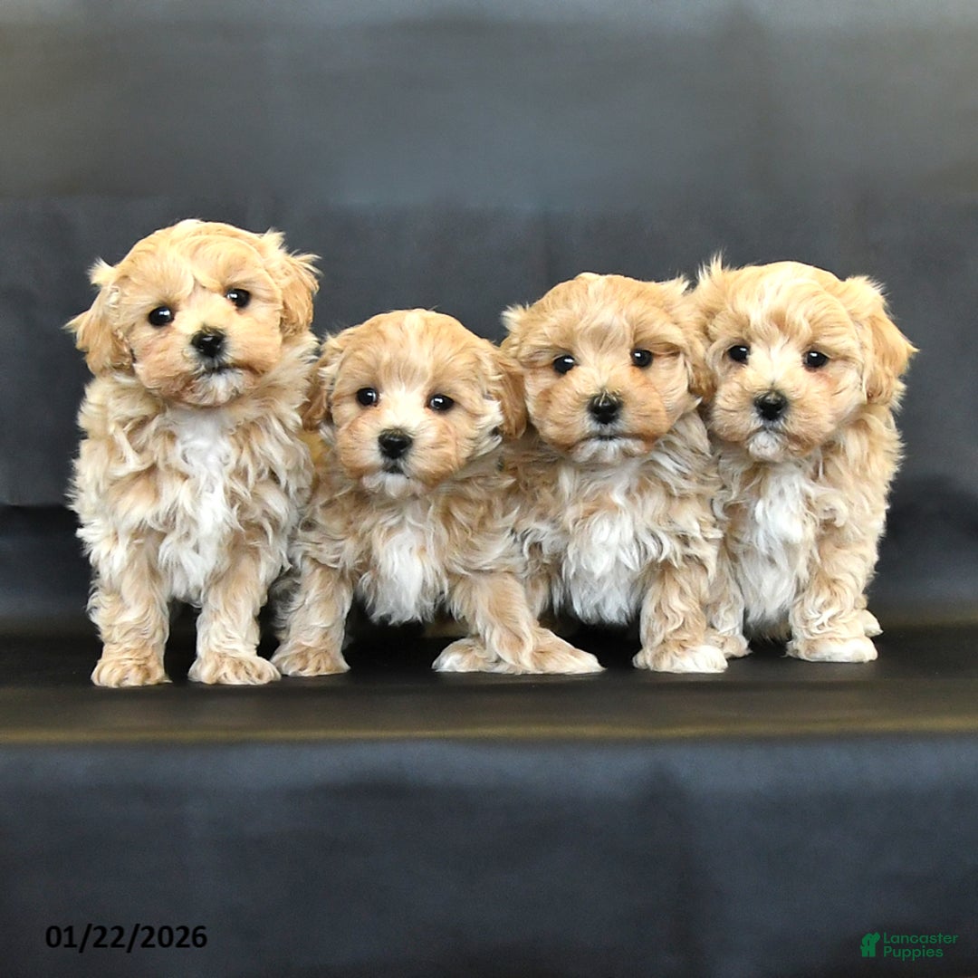 Maltipoo dogs for sale: Max - Ad 5
