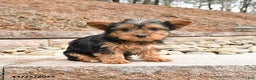 Yorkshire Terrier dogs for sale: Kira - Ad 1