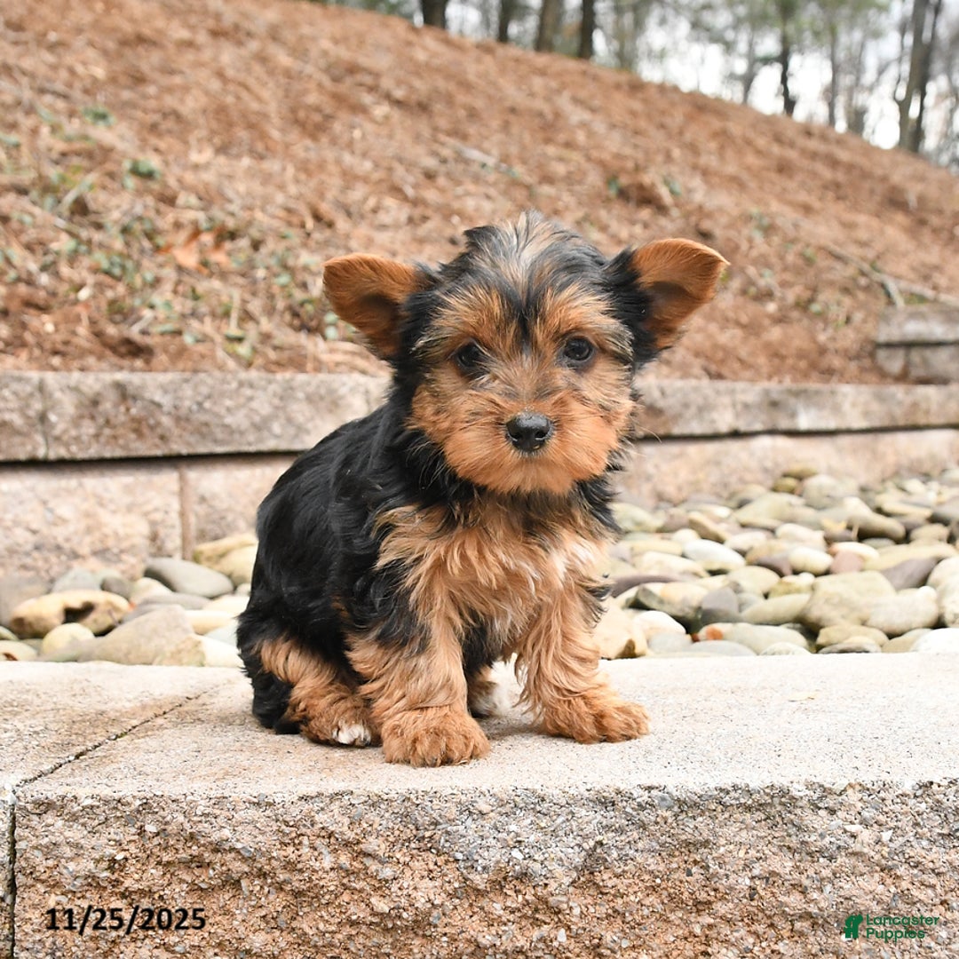 Yorkshire Terrier dogs for sale: Kira - Ad 1